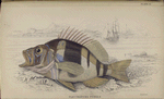 Plectropoma puella.