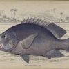 Diacope rivulata.