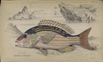 Mesoprion chrysurus.