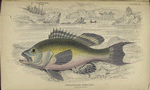 Centropristes nigricanus (American scenery).