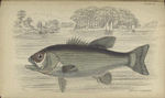 Grystes salmoides.