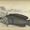 Rypticus arenatus (Andes).