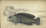 Rypticus arenatus (Andes).