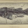Cyclopoma spinosum, Agass.