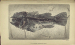 Cyclopoma spinosum, Agass.