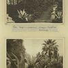 43) Sochi. Park s.-kh. opytnoi stantsii. Muzeinaia lestnitsa.44) Sochi. Park s.-kh. opytnoi stantsii. Azavy.