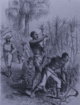 Sugar plantation