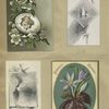 Trade cards depicting boats, flowers, leaves, an insect, and a baby in a cracked eggs