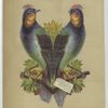 A trade card depicting symmetrical tropical birds and berries