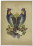 A trade card depicting symmetrical tropical birds and berries