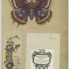 Business and trade cards depicting flowers, a butterfly and decorative ornamentation