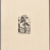 Stuyvesant's pear tree