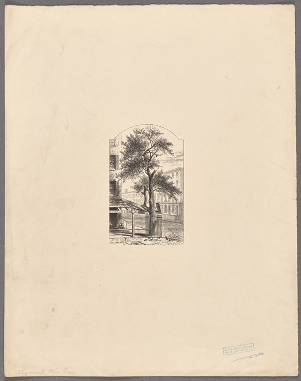 Stuyvesant's pear tree