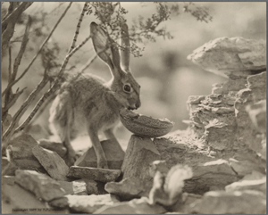 Photographs by Fred Vernon Sampson