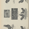 Ancona engravings for breeders' use