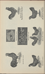 Ancona engravings for breeders' use