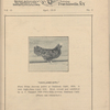 Ancona world