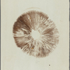 Recherche sur les champignons agarics, 1er [première] essai
