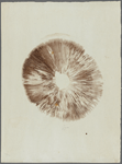 Recherche sur les champignons agarics, 1er [première] essai
