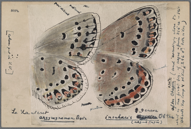 Drawing of two butterfly wings, from Vladimir Nabokov's Butterflies of America.