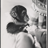 Trained animal [monkey] in the Icestravaganza of the 1964 New York World's Fair