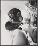 Trained animal [monkey] in the Icestravaganza of the 1964 New York World's Fair