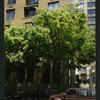 Block 084: West Thames Street between South End Avenue and the Hudson River Esplanade (north side)