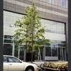 Block 091: Vesey Street between Hudson River Esplanade and North End Avenue (south side)