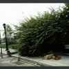 Block 098: North End Avenue between Warren Street and Park Place (west side)