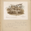 S[tearns], M[attie] L., album containing letters from Rose Hawthorne Lathrop and photographs of Hawthorne family and associated places.