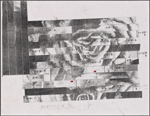 The Rose Tattoo