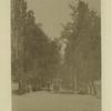 Daghestan. The upper boulevard, Temir-Khan-Shura