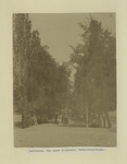 Daghestan. The upper boulevard, Temir-Khan-Shura