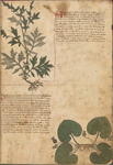 Taccuinum Sanitatis