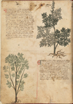 Taccuinum Sanitatis
