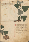 Taccuinum Sanitatis