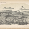 Coca plantation. Peru