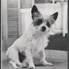Animal actor [dog] in the stage production Love is a Time of Day