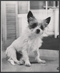 Animal actor [dog] in the stage production Love is a Time of Day