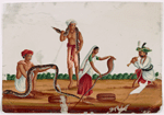 Snake charmers, 3 men and 1 woman