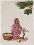 Seated female fishmonger in pink sari