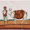 Man with white ox wearing sidebags