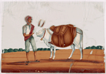 Man with white ox wearing sidebags