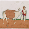 Man with white ox wearing sidebags