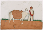 Man with white ox wearing sidebags