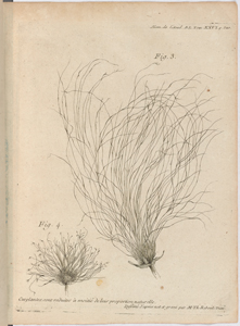 Dissertation sur le papyrus