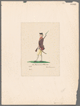 An American Officier [sic]