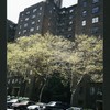 Block 241: Lewis Street between Broome Street and Grand Street (west side)