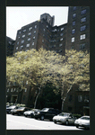Block 241: Lewis Street between Broome Street and Grand Street (west side)
