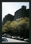 Block 241: Lewis Street between Broome Street and Grand Street (west side)